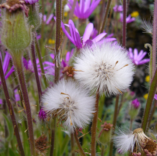 Image of Senecio macrocephalus DC.