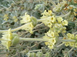 Image of Sideritis italica (Mill.) Greuter & Burdet