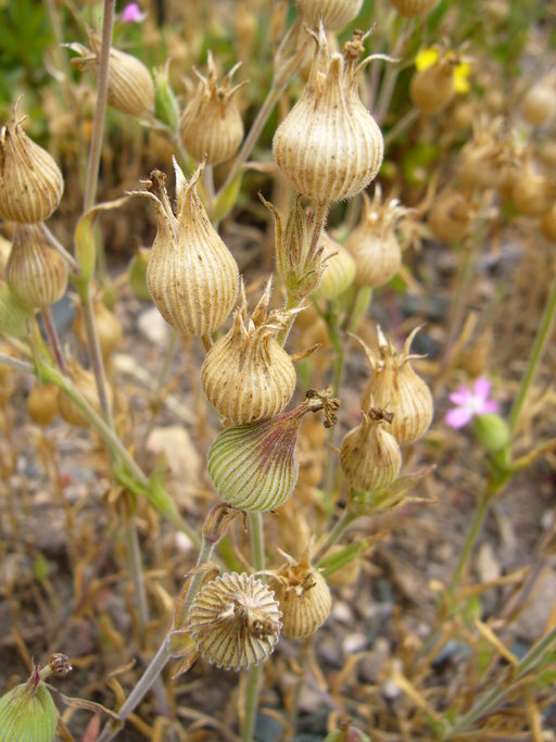 Image of striped corn catchfly