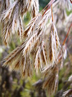 Image of Thamnochortus cinereus H. P. Linder