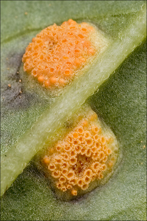 Image de <i>Puccinia lycoctoni</i>