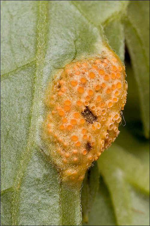 Image de <i>Puccinia lycoctoni</i>