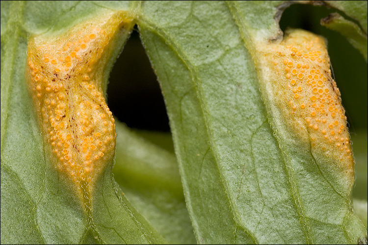 Image de <i>Puccinia lycoctoni</i>