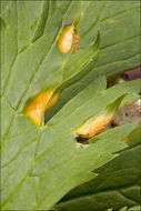 Image de <i>Puccinia lycoctoni</i>