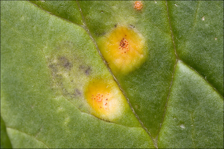 Image of <i>Puccinia lycoctoni</i>