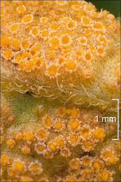 Image of <i>Puccinia lycoctoni</i>