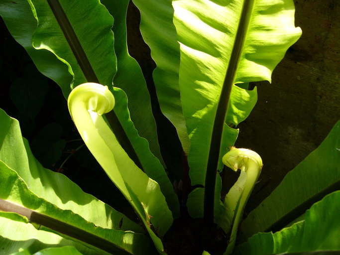 Image of Hawai'I birdnest fern