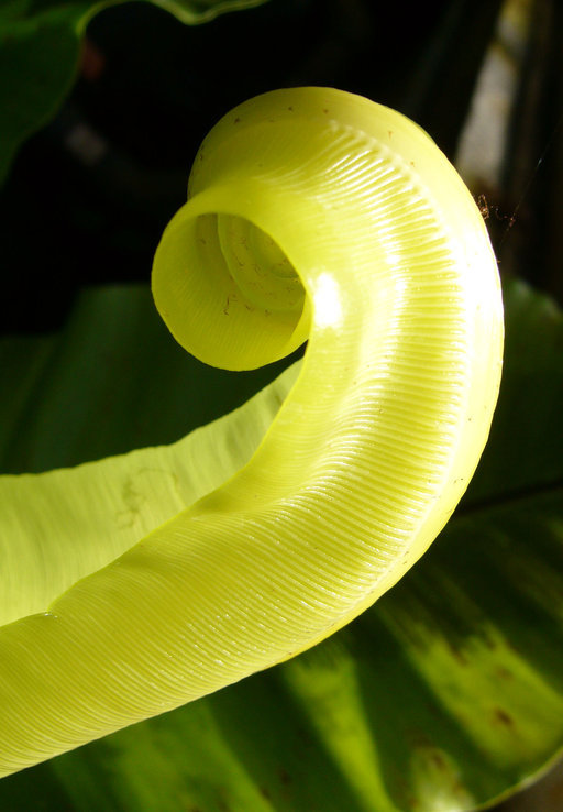 Image of Hawai'I birdnest fern