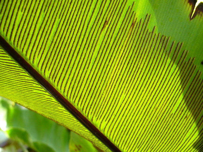 Image of Hawai'I birdnest fern