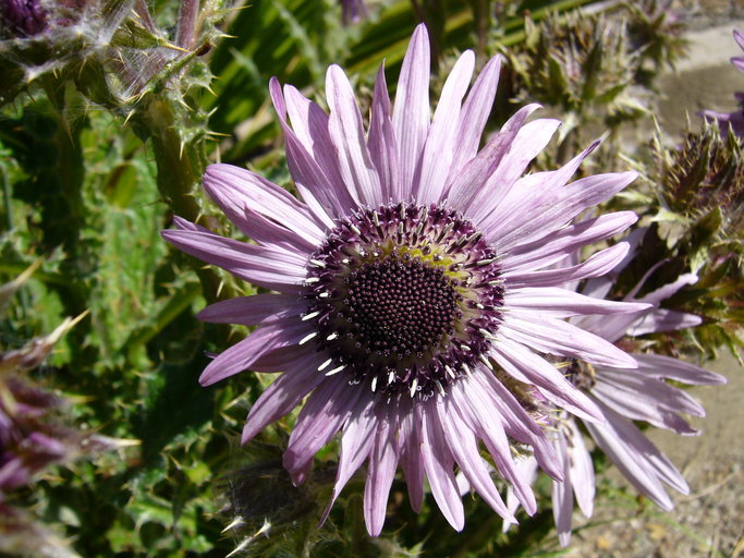 Image of Berkheya purpurea (DC.) Benth. & Hook. fil. ex Mast.