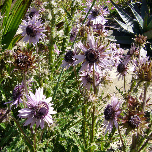 Слика од Berkheya purpurea (DC.) Benth. & Hook. fil. ex Mast.