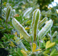 Image of Spiny Broom