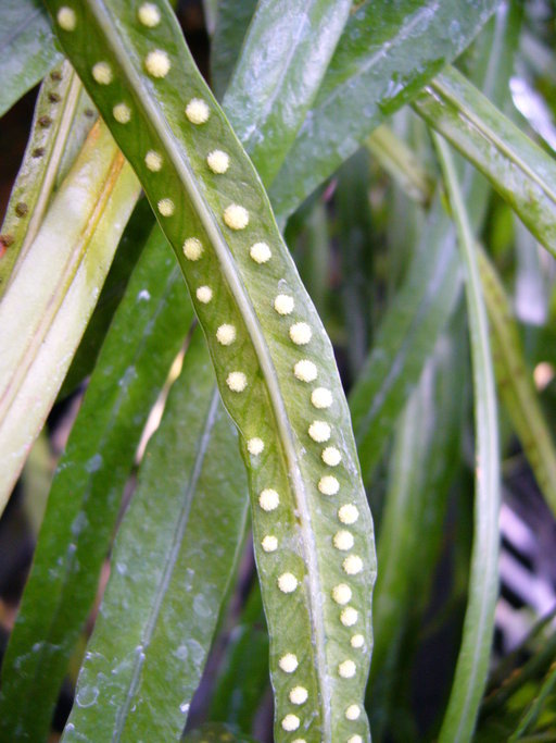 Campyloneurum angustifolium (Sw.) Fée的圖片