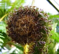 Image of Cyathea poeppigii (Hook.) Domin