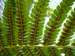 Image of Cyathea poeppigii (Hook.) Domin