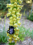 صورة Digitalis lutea subsp. australis (Ten.) Arcangeli