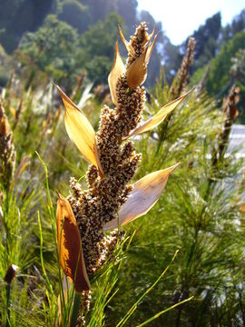 Слика од Elegia capensis (Burm. fil.) Schelpe