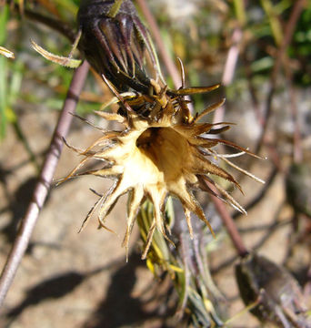 Image of Common gazania