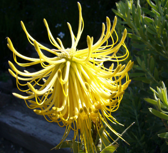 Image of Rocket pincushion