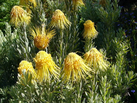 Image of Rocket pincushion