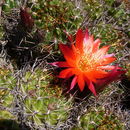 Plancia ëd Echinopsis hertrichiana (Backeb.) D. R. Hunt