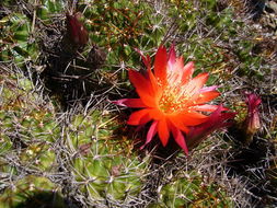 Image de Echinopsis hertrichiana (Backeb.) D. R. Hunt