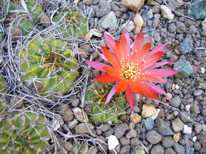 Image de Echinopsis hertrichiana (Backeb.) D. R. Hunt