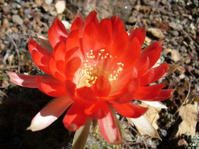 Image de Echinopsis hertrichiana (Backeb.) D. R. Hunt