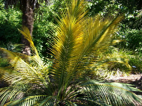 صورة Macrozamia communis L. A. S. Johnson