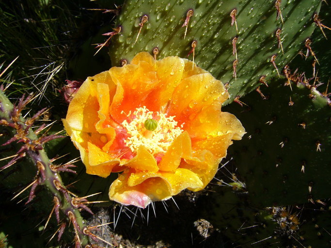 Image of Brownspine Pricklypear