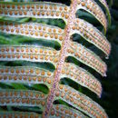 Image of <i>Polypodium pyrrholepis</i>