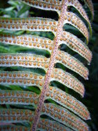 Image of <i>Polypodium pyrrholepis</i>