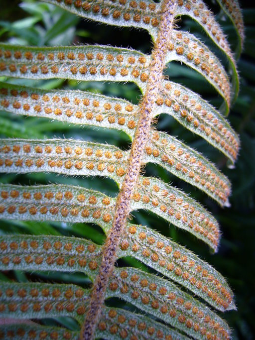 <i>Polypodium pyrrholepis</i>的圖片