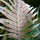 Image of <i>Polypodium rosei</i>