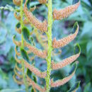 Plancia ëd Polystichum acrostichoides (Michx.) Schott