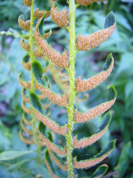 Plancia ëd Polystichum acrostichoides (Michx.) Schott