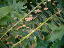 Plancia ëd Polystichum acrostichoides (Michx.) Schott