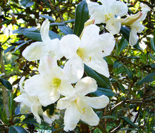 Image of Rhododendron maddenii subsp. crassum (Franch.) Cullen