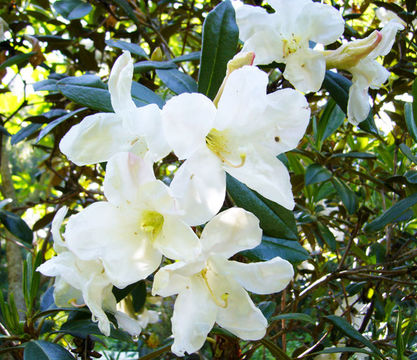 Plancia ëd Rhododendron maddenii subsp. crassum (Franch.) Cullen