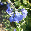 Image of Salvia chamaedryoides Cav.