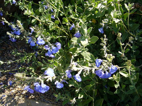 Imagem de Salvia chamaedryoides Cav.