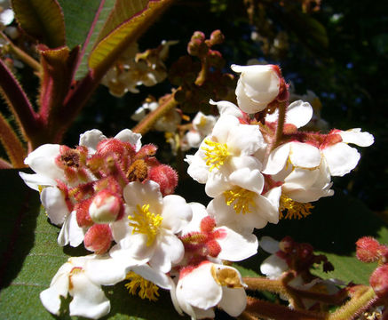 Image of Saurauia madrensis B. T. Keller & D. E. Breedlove