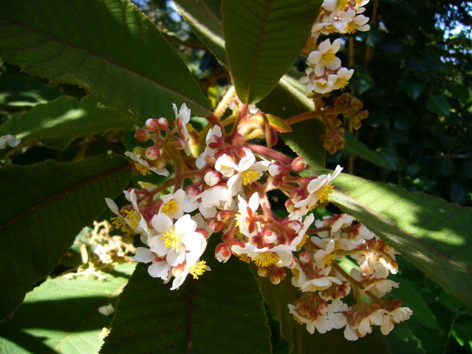 Image of Saurauia madrensis B. T. Keller & D. E. Breedlove