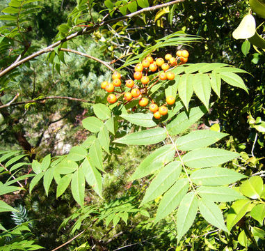 Imagem de Sorbus commixta Hedl.