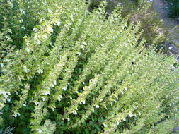 Sivun Teucrium flavum L. kuva