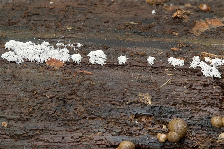 Imagem de Ceratiomyxa fruticulosa