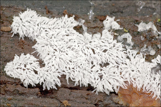 Imagem de Ceratiomyxa fruticulosa