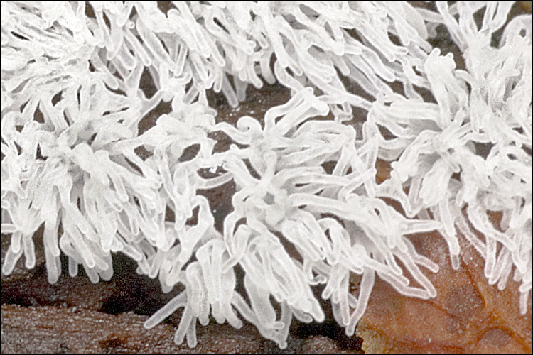 Image of Ceratiomyxa fruticulosa