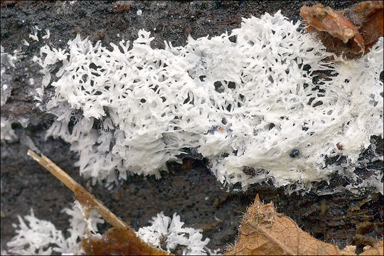 Imagem de Ceratiomyxa fruticulosa