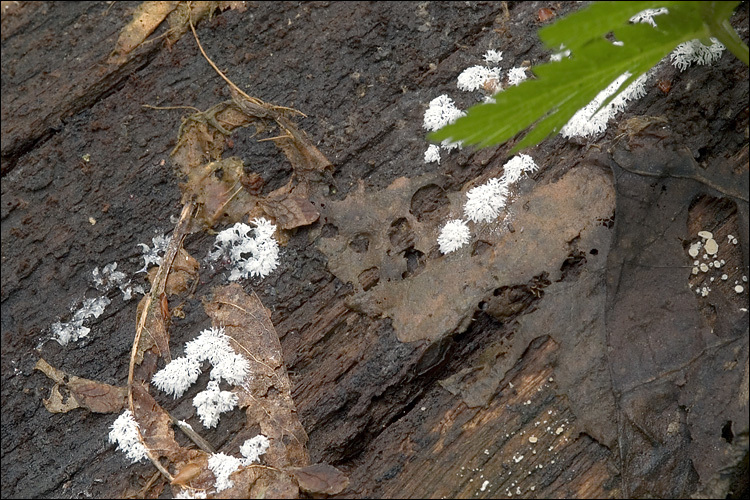 Image of Ceratiomyxa fruticulosa